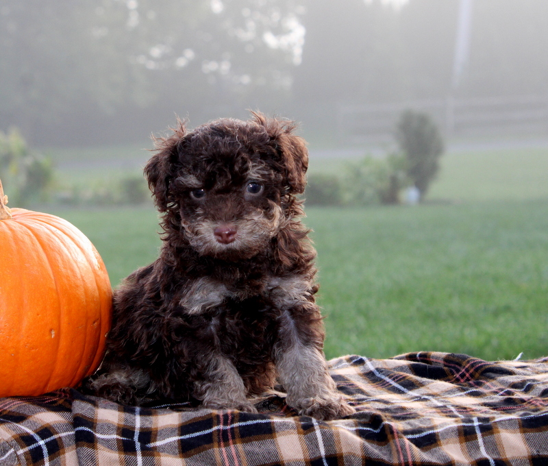 puppy, for, sale, Toy Poodle, Matthew B. Stoltzfus, dog, breeder, Gap, PA, dog-breeder, puppy-for-sale, forsale, nearby, find, puppyfind, locator, puppylocator, aca